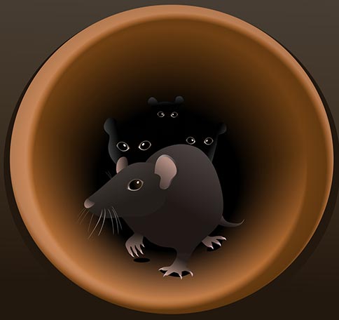 rats inside plumbing pipes